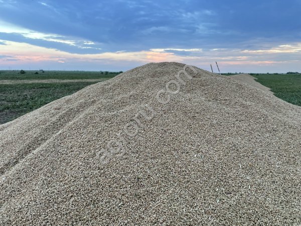 озимую пшеницу 5 класса