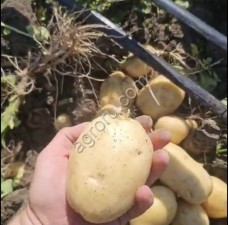 Картофель - Ривьера, Ред Скарлетт