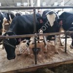 Племенные Нетели!