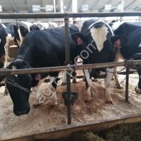 Племенные Нетели!