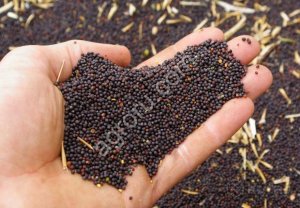 Маслозавод закупает рапс