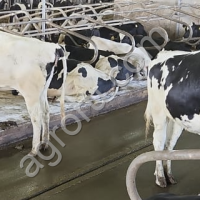 Нетели Голштинской породы