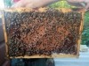 пчелопакеты