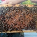 пчелопакеты