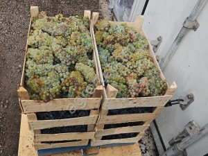 Крымский виноград