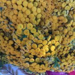 Лекарственные травы.