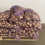 Картофель продовольственный