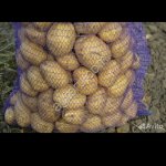 картофель, сорт Коломбо