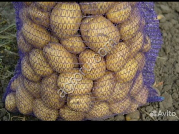 картофель, сорт Коломбо