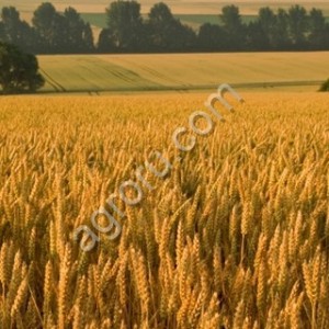 Пшеница фуражная