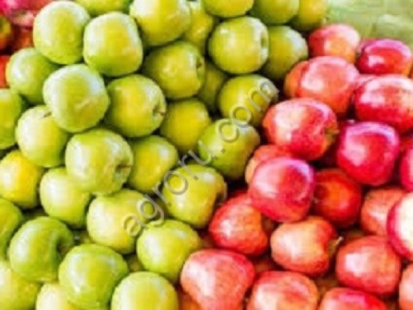 Яблоки от производителя