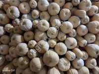 Тыква Матильда