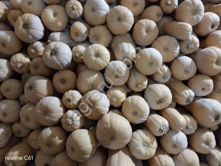 Тыква Матильда