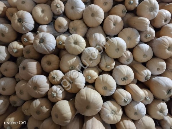 Тыква Матильда