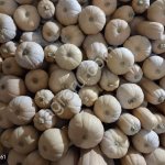 Тыква Матильда