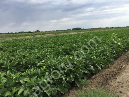 баклажаны. Сорт Алмаз.