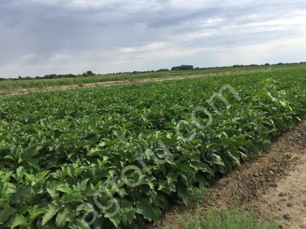 баклажаны. Сорт Алмаз.