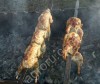 Мясо(тушки) перепелов.