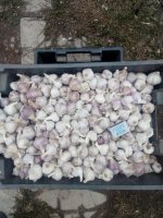 <strong>Чеснок</strong>