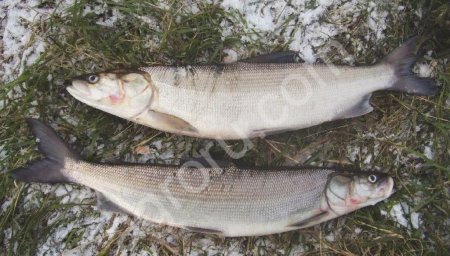 Оптовая живой речной товарной рыбы