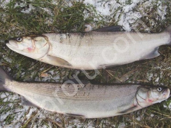 Оптовая живой речной товарной рыбы