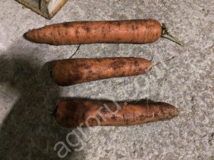 овощи