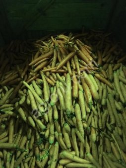 Морковь некондиция