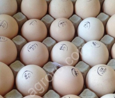 Инкубационное яйцо бройлер КОББ 500, РОС 308 и цыплята (в розницу)