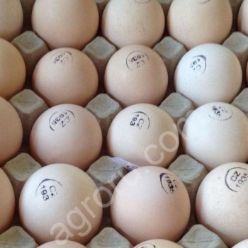 Инкубационное яйцо бройлер КОББ 500, РОС 308 и цыплята (в розницу)
