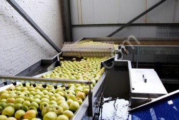 Сортировка для яблок, персиков, цитрусов по размеру, цвету, весу