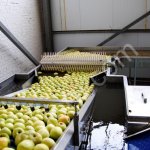 Сортировка для яблок, персиков, цитрусов по размеру, цвету, весу