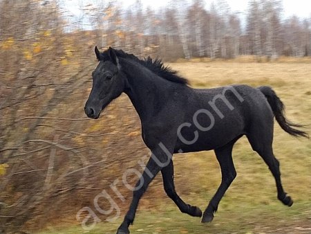 Молодая обученная кобыла
