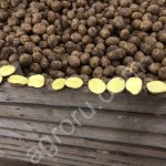 Картофель оптом