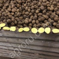 Картофель оптом