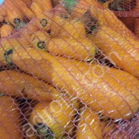 Морковь