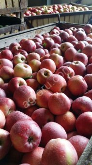 яблоки оптом
