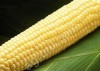 <strong>Семена</strong> сахарной кукурузы Syngenta Бостон (10г) SG