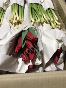 Тюльпаны КУНГ ФУ.