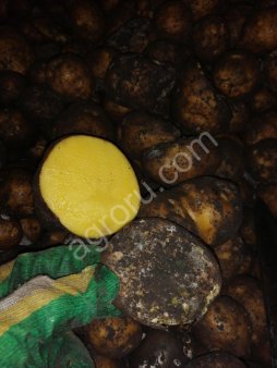 Некондиция