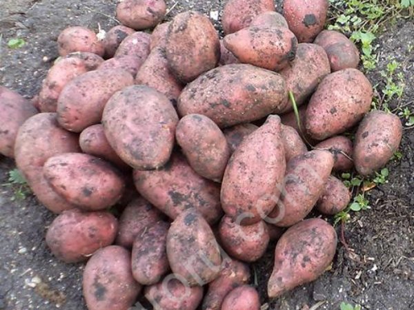 Картофель оптом