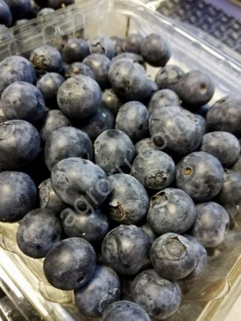 Свежая Голубика