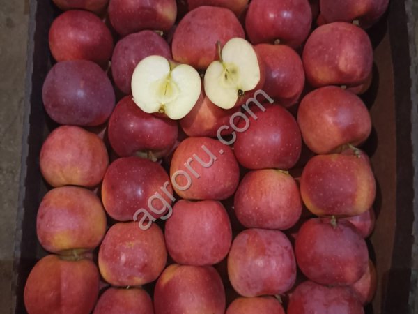 Яблоко свежее разных сортов