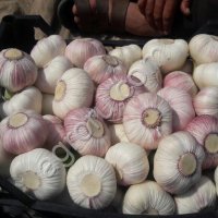 Чеснок свежий