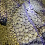 картофель семенной