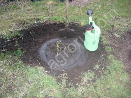 Столоны топинамбура