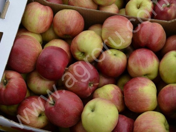 Яблоко Айдаред