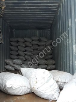 Чага (Inonotus obliquus). Chaga mushroom (Inonotus obliquus)