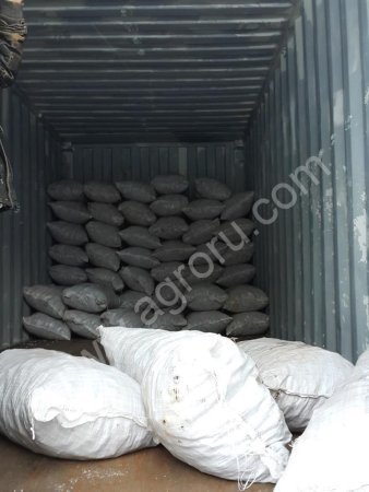 Чага (Inonotus obliquus). Chaga mushroom (Inonotus obliquus)