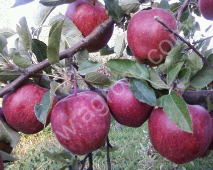 Яблоки лучших сортов