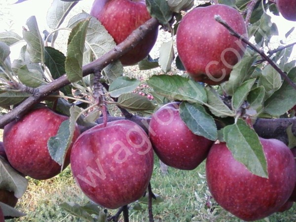 Яблоки лучших сортов